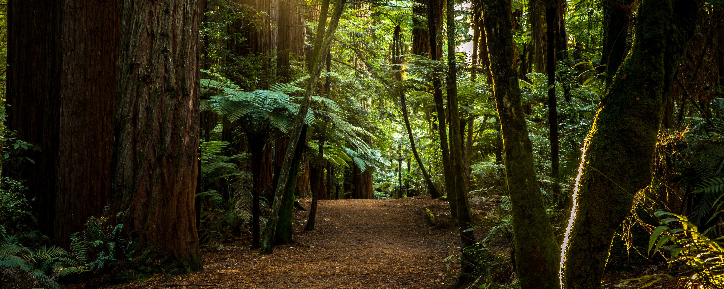 Redwoods Forest Walk in Rotorua New Zealand